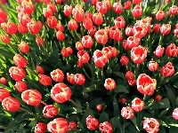 Tulipany, Kwiaty