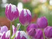 Tulipany, Kwiaty