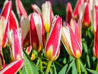 Tulipany, Dwukolorowe, Kwiaty