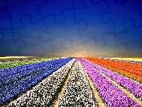 Tulipany, Pole, Kwiaty, Niebo