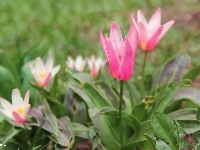 Kwiaty, Tulipany, Wiosna