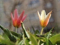 Kwiaty, Tulipany, Wiosna