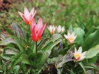 Tulipany, Kwiaty