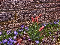 Śnieżnik lśniący, Mur, Tulipany, HDR