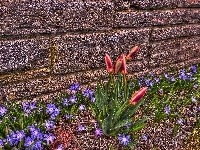 Śnieżnik lśniący, Mur, Tulipany, HDR