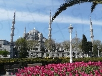 Tulipany, Błękitny, Meczet, Istambuł