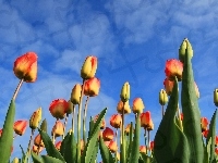 Tulipany, Niebo