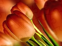 Łodyga, Tulipany, Kwiat
