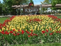 Tulipany, Czerwone, Żółte, Holandia