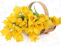 Żółte, Tulipany, Koszyk