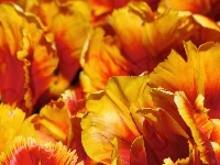 Tulipany, Płatki, Pomarańczowo, Żółte, Strzępiaste