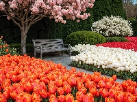 Wiosna, Tulipany, Park, Ławka, Drzewa