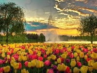 Park, Tulipany, Fontanna