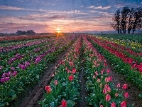 Pole, Tulipany, Zachód