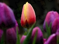 Tulipany, Rozmycie