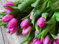 Tulipany, Różowe