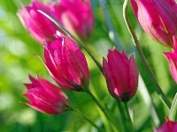 Tulipany, Różowe