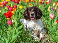 Springer spaniel angielski, Tulipany