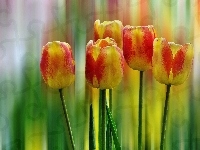 Tęczowe, Tulipany, Tło