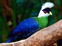 Turaco, Konar
