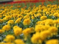 Turki, Żółte, Kwiaty, Aksamitki