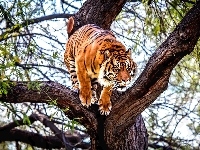 Tygrys, Drzewo