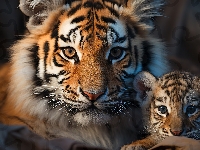 Tygrys, Mały, Duży