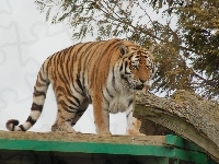 Tygrys, Gałęzie