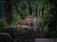 Kamień, Tygrys, Dżungla