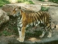 Tygrys, Kamienie