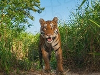 Tygrys, Kaziranga