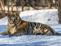 Tygrys syberyjski, Leżący, Zima