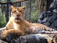 Liger, Tygrys, ZOO