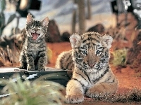 Mały, Tygrys, Kotek