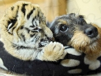 Tygrys, Pies, Mały, Przyjaciele