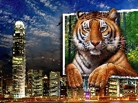 Tygrys, Miasto, Noc, 4D