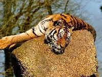 Odpoczynek, Tygrys, Kamień