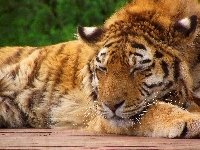 Odpoczynek, Tygrys, Zieleń