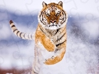 Skok, Tygrys, Śnieg