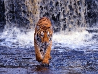 Woda, Tygrys, Wodospad