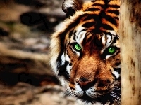 Zielone, Tygrys, Oczy