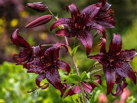 Kwiaty, Bordowe, Lilia tygrysia