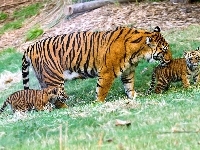 Matka, Tygrysy, Młode