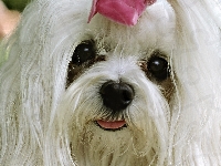 Tzu, Shih, Biały