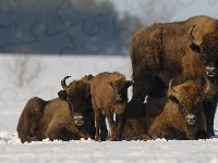 Rodzina, Żubrza, Śnieg