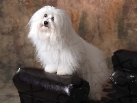 uczesany, Coton de Tulear