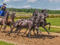 Zaprzęgi, Wyścigi, Konne, Ujeżdżanie