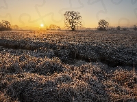 Pole, Wschód Słońca, Uprawne, Niebo, Drzewa