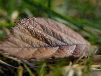 Uschnięty, Liść