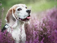 Beagle, Wrzosy, Pies, Uśmiech